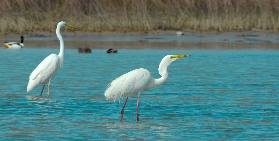 Ergetta Alba