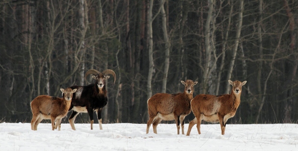 Mouflon