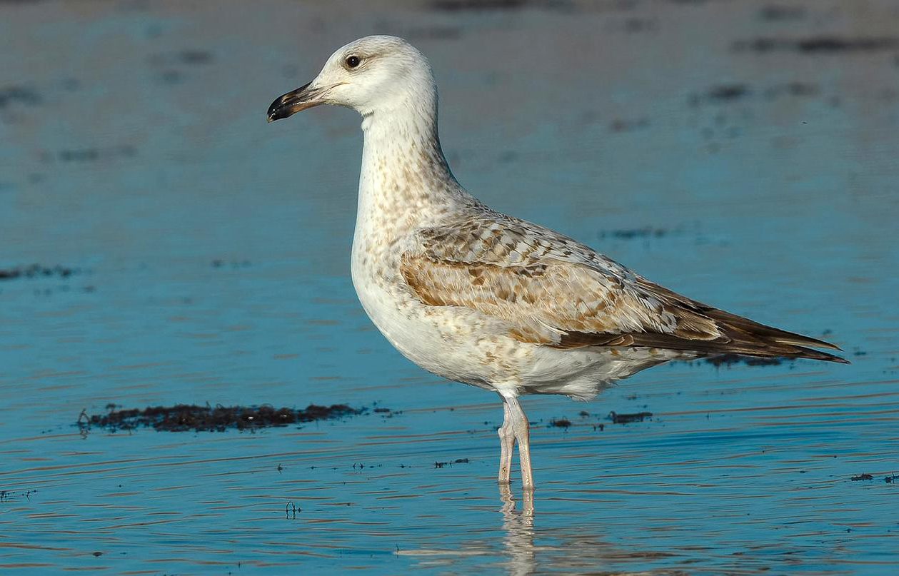 Yellow-legged Gull