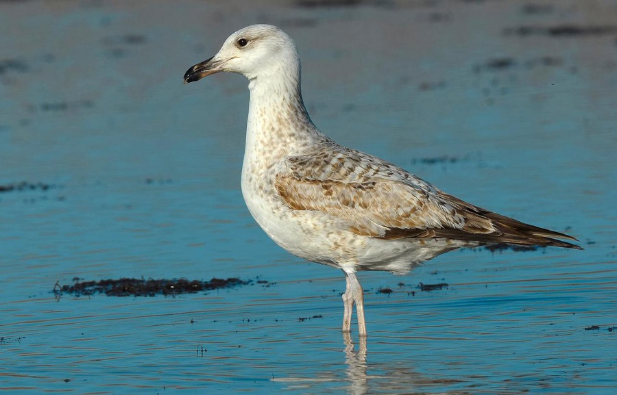 Yellow-legged Gull
