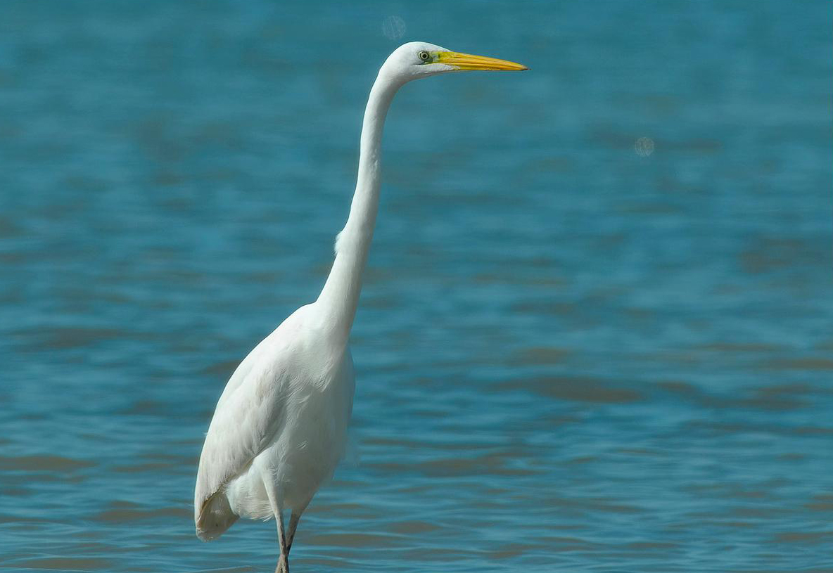 Great White Egret