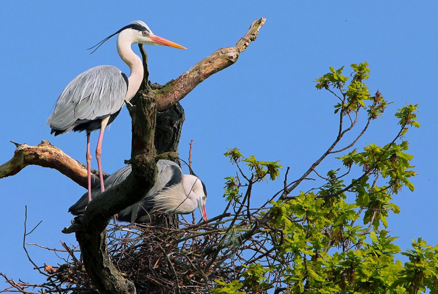 Grey Heron