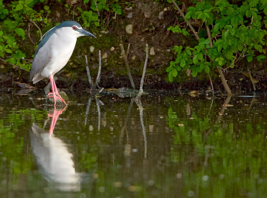 Night Heron