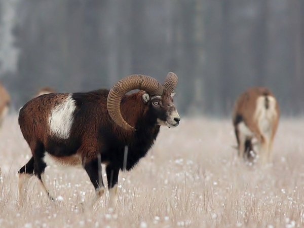 Mouflon