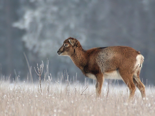 Mouflon
