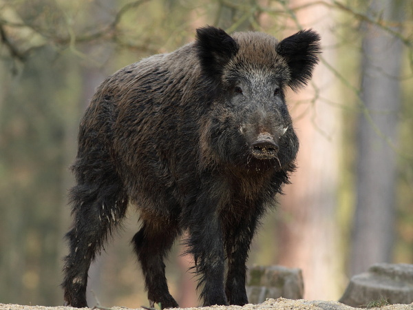 Wild boar