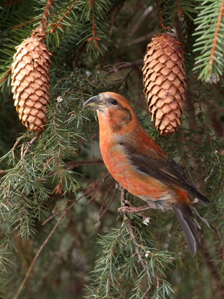 Common Crossbill