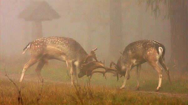 Fallow Deer 