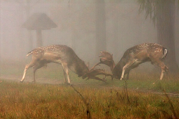 Fallow Deer