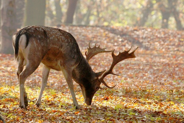 Fallow Deer