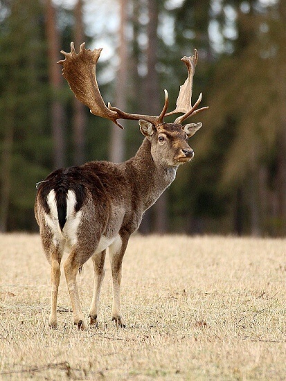 Fallow Deer