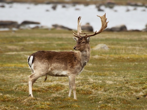 Fallow Deer