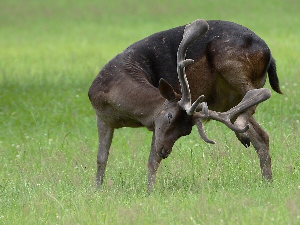 Fallow Deer