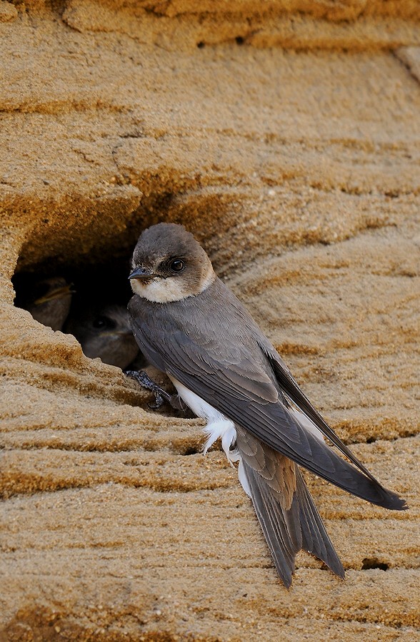 Bank Swallow