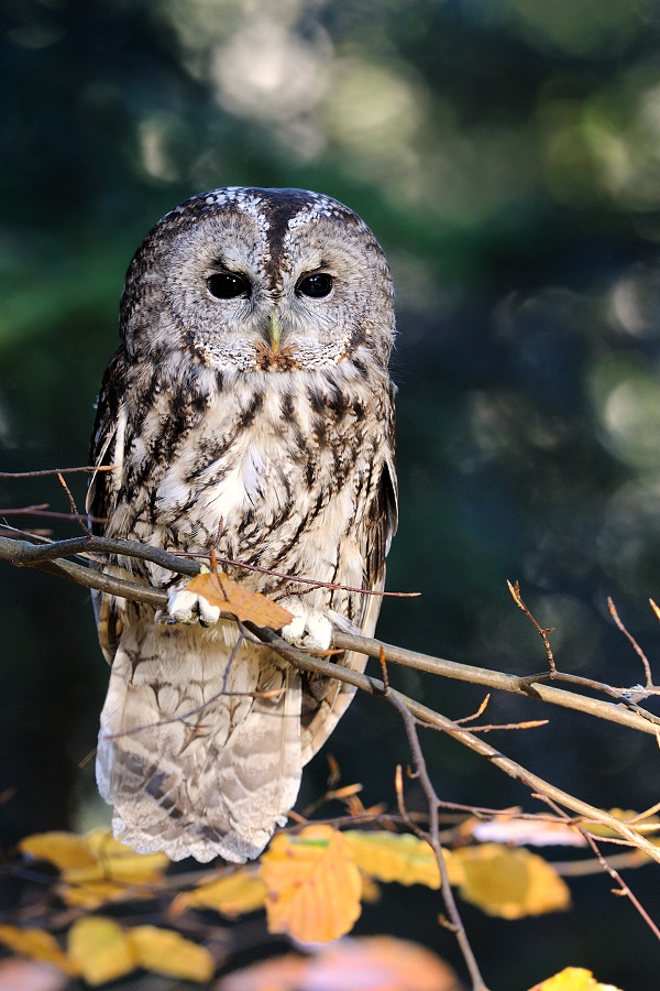 Tawny Owl