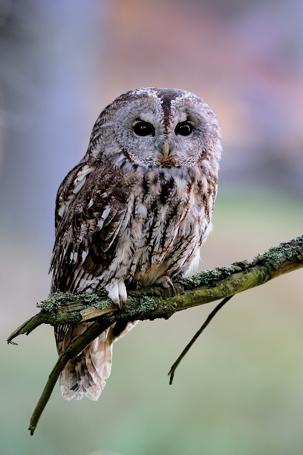 Tawny Owl