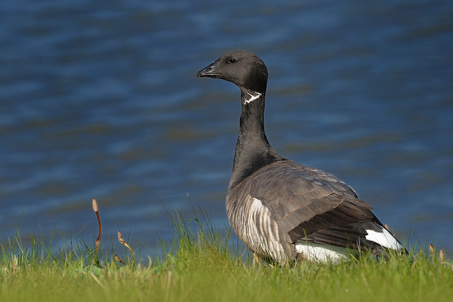 Branta bernicla