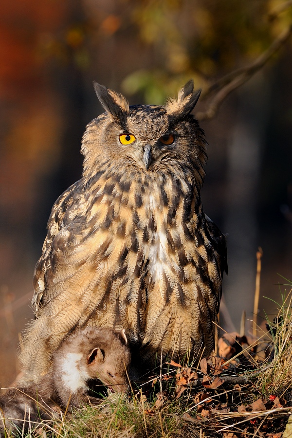 Eagle owl