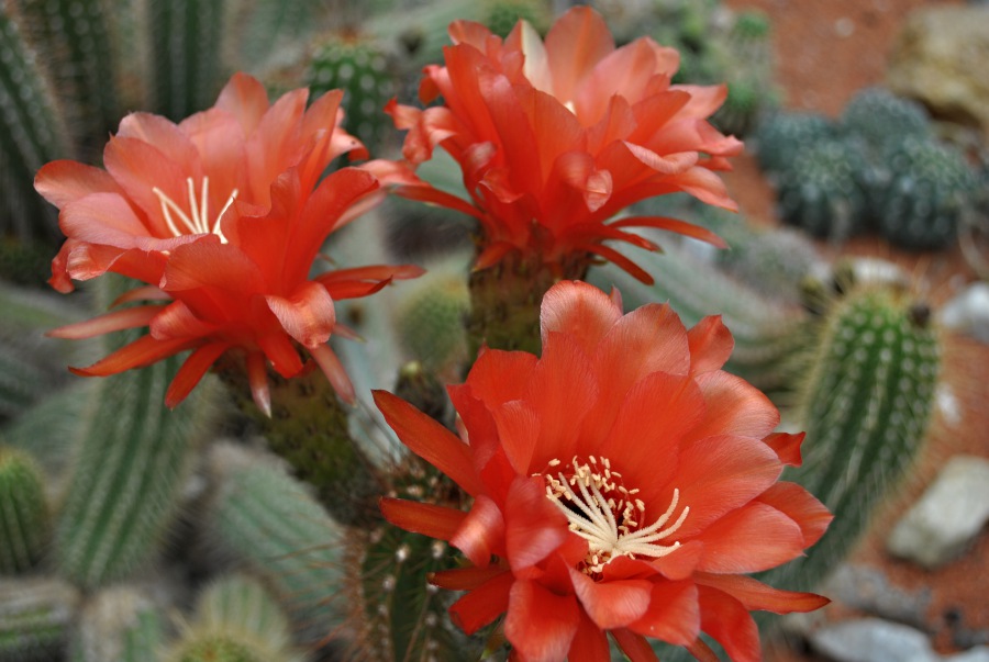 Kaktusový květ