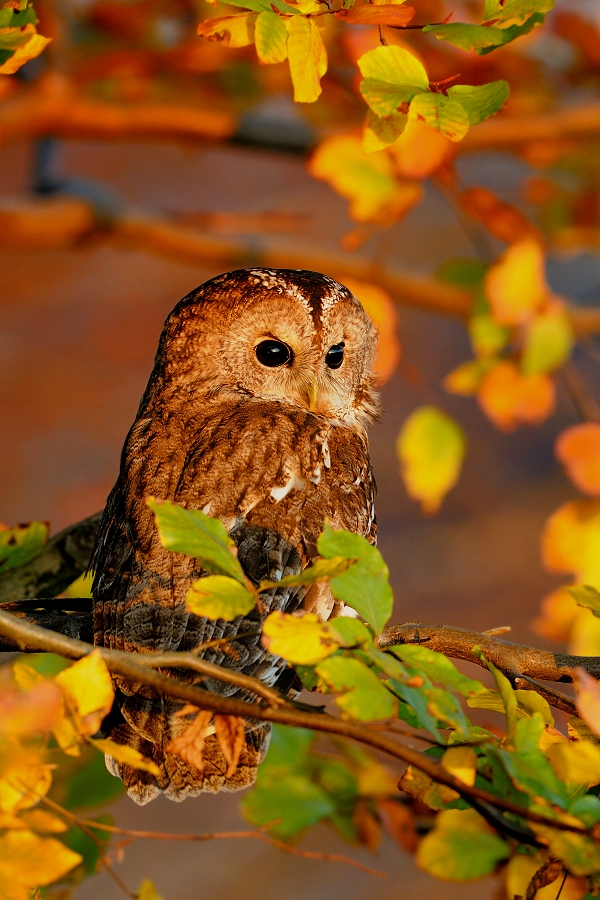 Tawny Owl