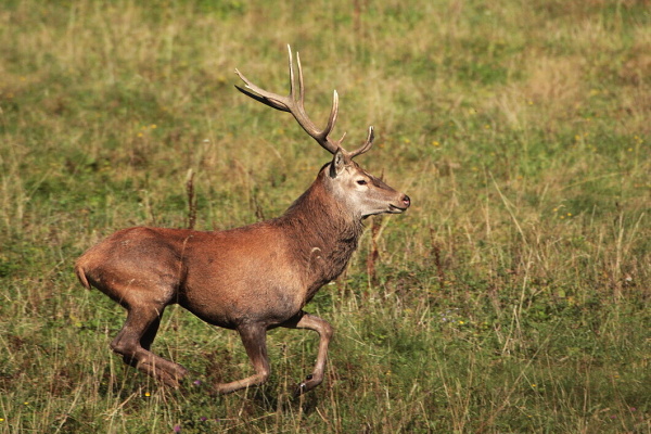 Red Deer