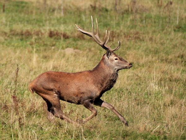 Red Deer