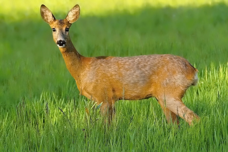 Doe