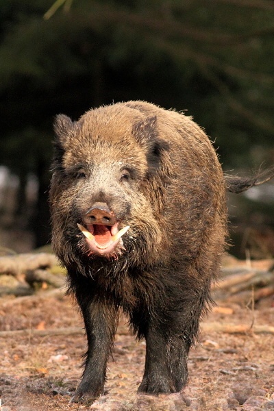 Wild boar