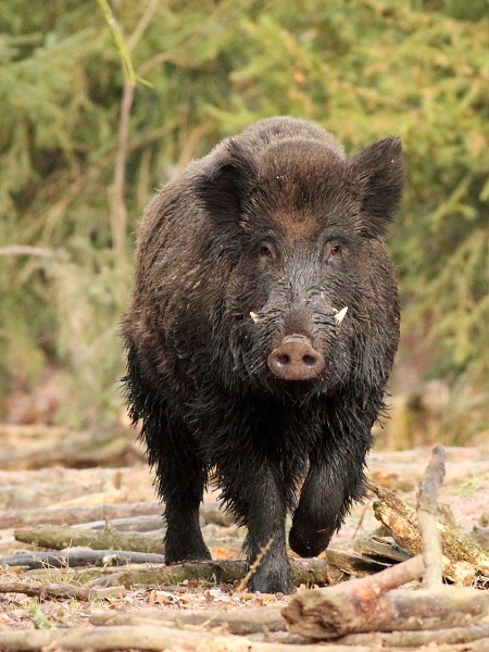 Wild boar