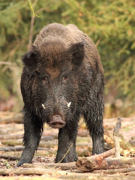 Wild boar