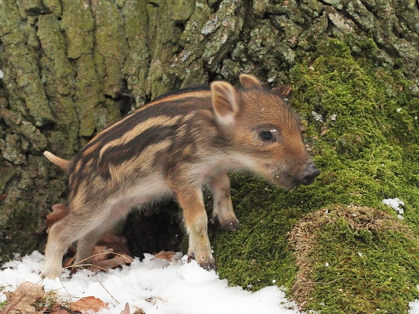 Wild boar