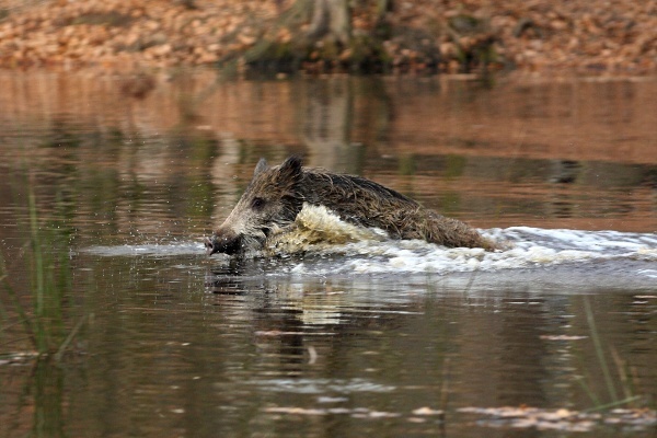 Wild boar