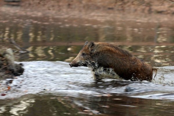 Wild boar