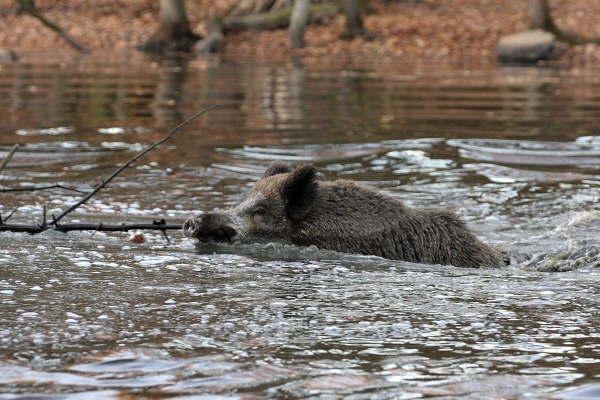 Wild boar