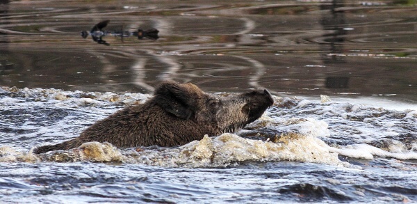 Wild boar