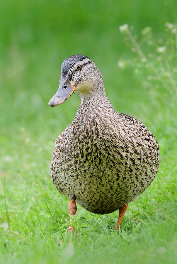 Mallard