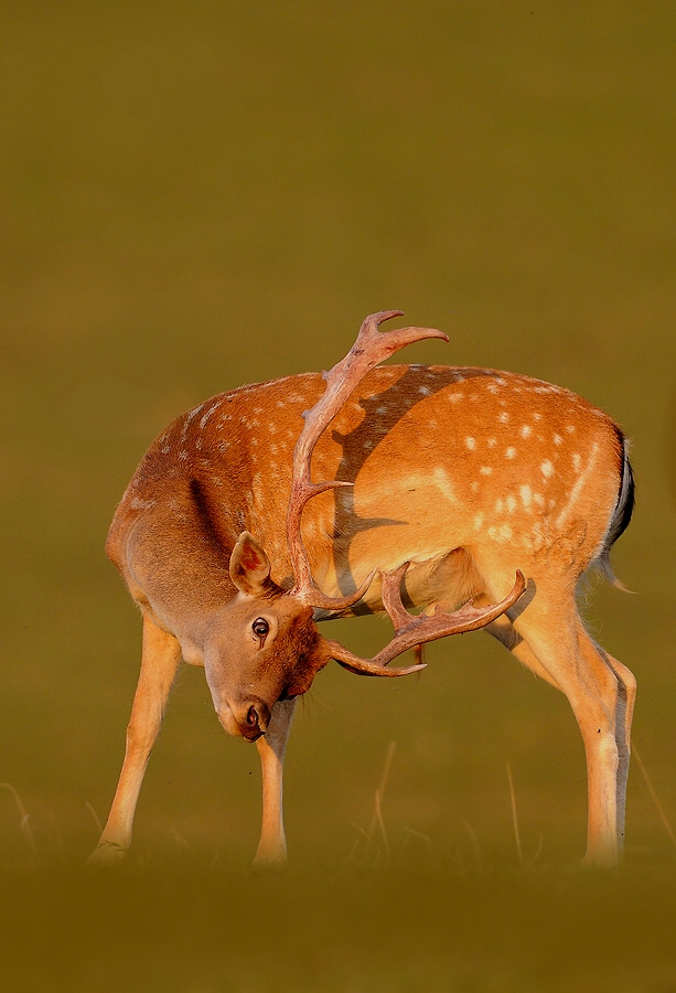 Fallow Deer 