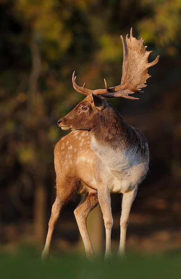 Fallow Deer