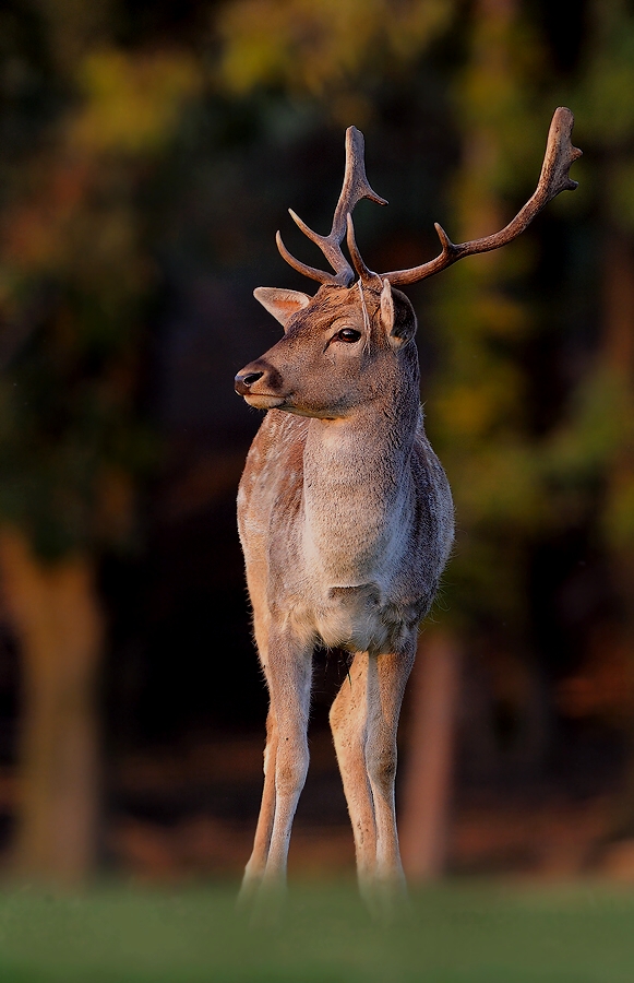 Fallow Deer