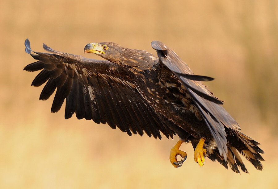 White-tailed Eagle