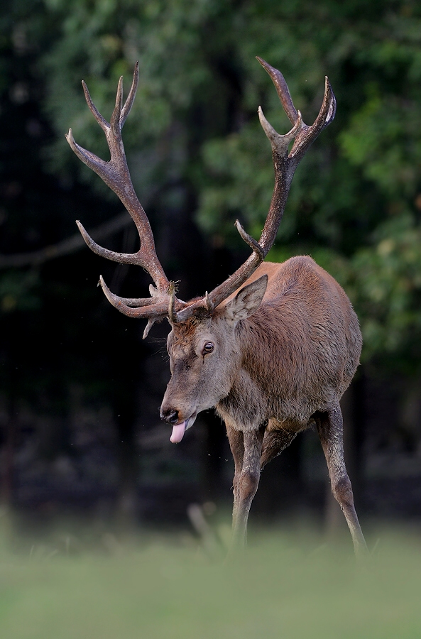 Red deer