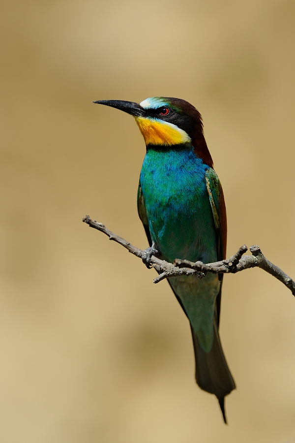 Bee-eater