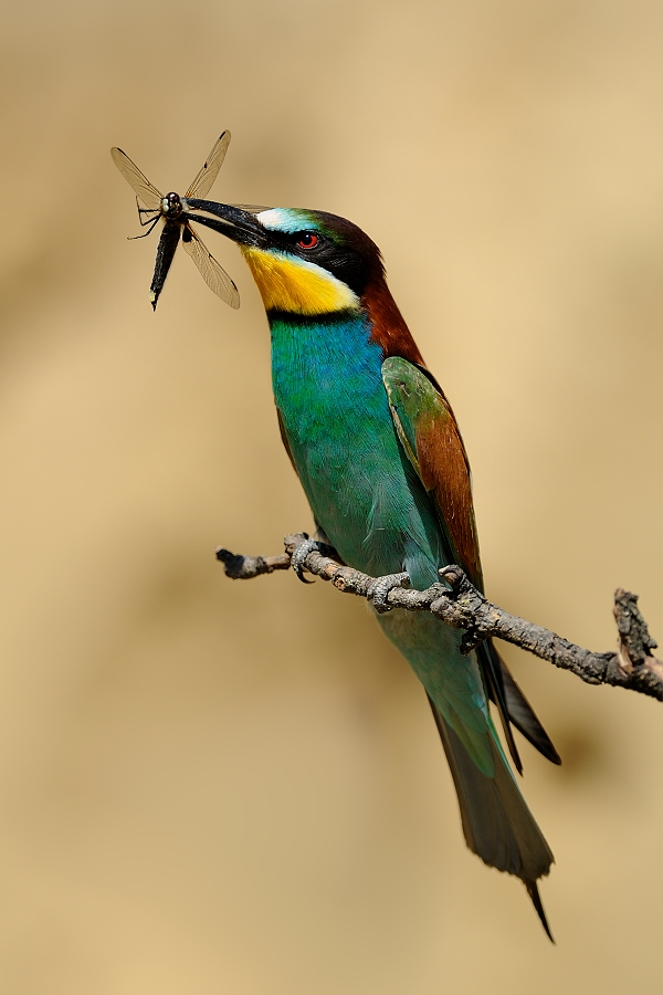 Bee-eater
