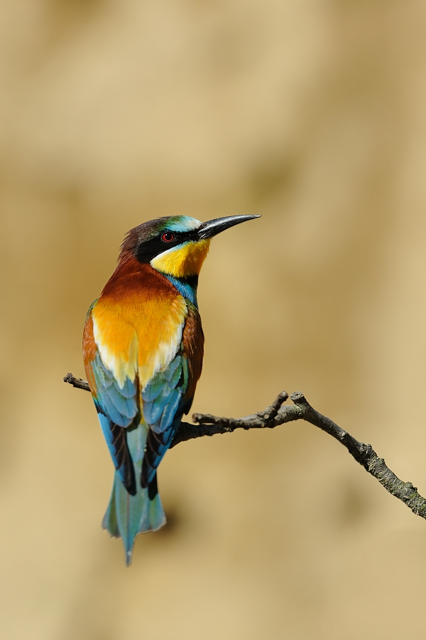 Bee-eater