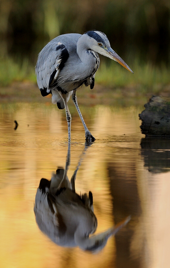 Grey Heron