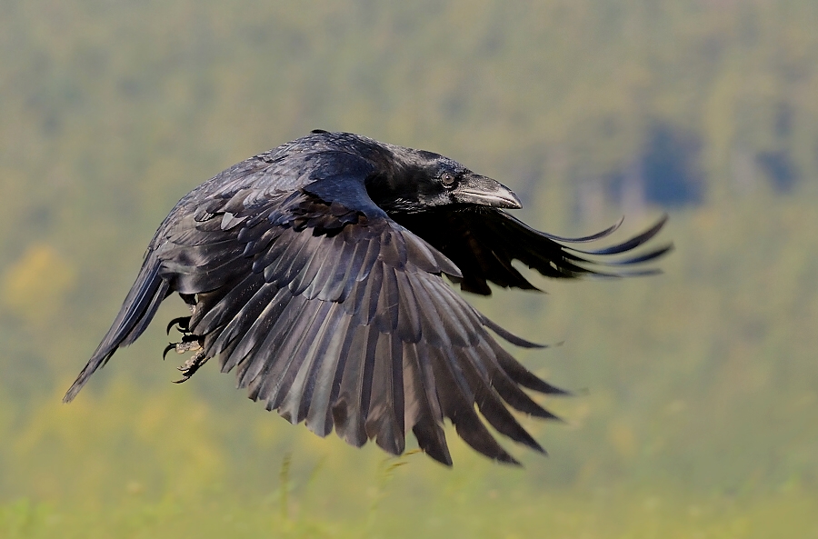 Common Raven