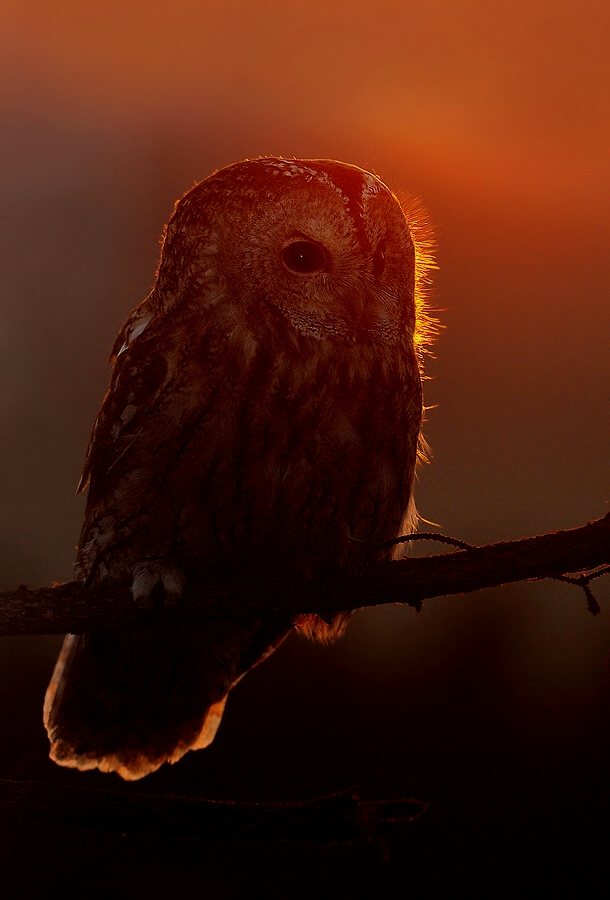 Tawny Owl