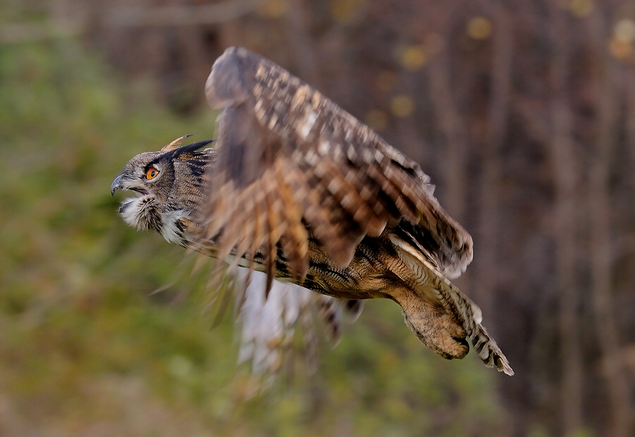 Eagle owl