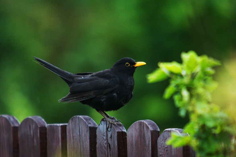 Blackbird
