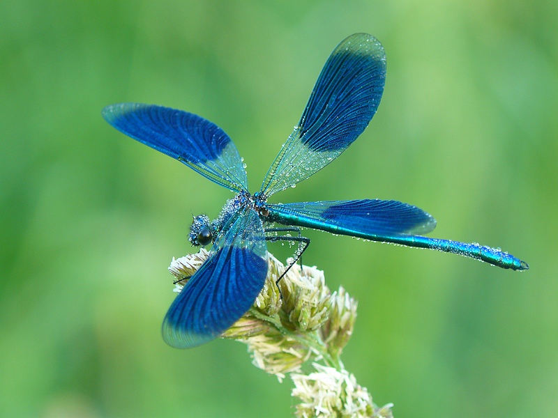 Banded Demoiselle